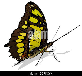 Malachite Butterfly Stock Vector