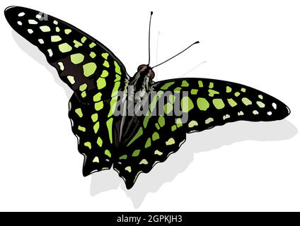 Tailed Jay Butterfly Stock Vector