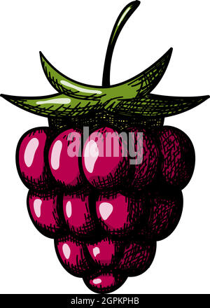 Icon Of Raspberry Stock Vector