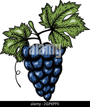 Icon Of Grape Stock Vector