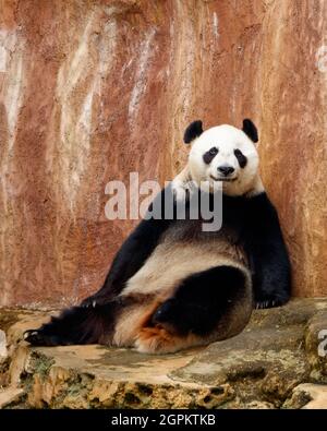 A giant panda (Ailuropoda melanoleuca) sits and rests enjoying the afternoon. Stock Photo