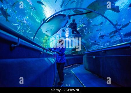 Kuala Lumpur, Malaysia. 29th Sep, 2021. A staff member prepares for the reopening at Aquaria KLCC in Kuala Lumpur, Malaysia, Sept. 29, 2021. Aquaria KLCC will be open for fully vaccinated visitors starting from Oct. 1. Credit: Chong Voon Chung/Xinhua/Alamy Live News Stock Photo