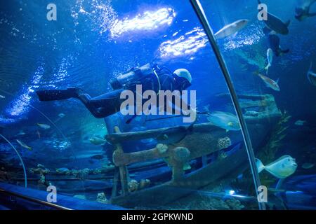 Kuala Lumpur, Malaysia. 29th Sep, 2021. A diver feeds fish at Aquaria KLCC in Kuala Lumpur, Malaysia, Sept. 29, 2021. Aquaria KLCC will be open for fully vaccinated visitors starting from Oct. 1. Credit: Chong Voon Chung/Xinhua/Alamy Live News Stock Photo
