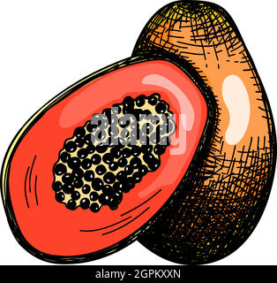 Icon Of Papaya Stock Vector