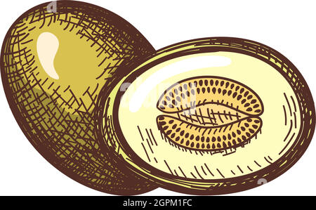 Icon Of Melon Stock Vector
