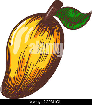 Icon Of Mango Stock Vector