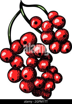 Icon Of Black Currant Stock Vector