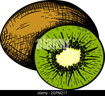 Icon Of Kiwi Stock Vector