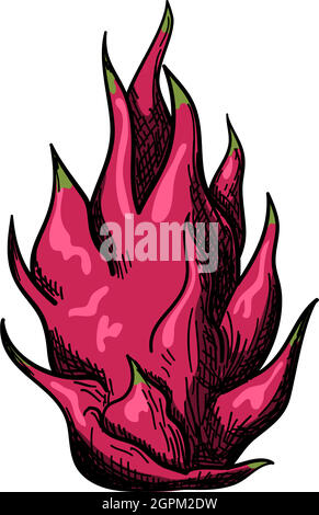 Icon Of Dragon Fruit Stock Vector