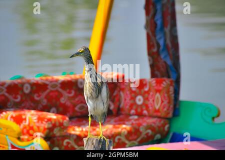 Faiez Ashraf Zargar Stock Photo