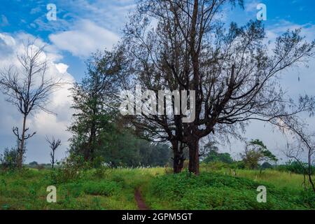Suruchi Tree A Casuarina tree near Suruchi Beach in Vasai Stock Photo - Alamy