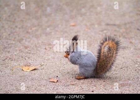 The squirrel stands on its hind legs on the footpath in the park. Eurasian red squirrel, Sciurus vulgaris Stock Photo