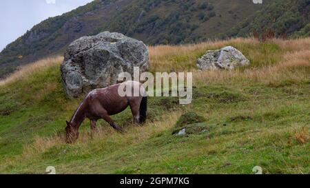 The horse grazes in a meadow high in the mountains. The horse eats grass in an alpine meadow. Stock Photo