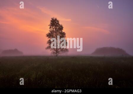 Sunrise and foggy sky behind a single birch tree in a grass field. Stock Photo