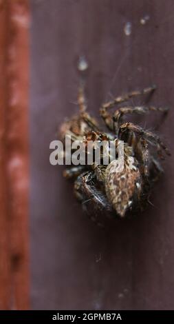 a brown species of cannibalistic spider eating jumping spider with its prey in its mouth looking at the camera Stock Photo
