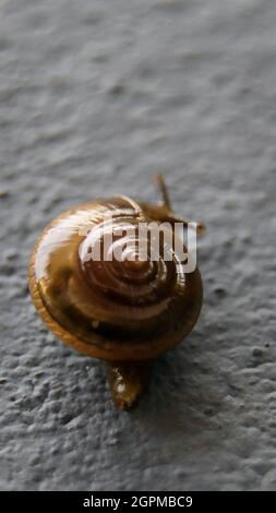 closeup macro photography of a spiral shaped shell of a brown garden glass snail slithering up on a wall slowly in a tropical area Stock Photo