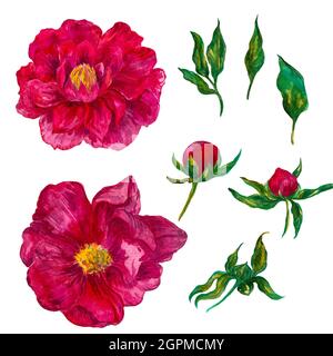 watercolor floral composition, bright colors of the peony. Botanical illustration Stock Photo