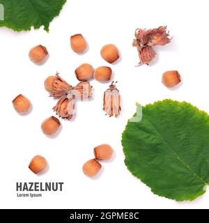 Hazelnuts with green leaves, isolated on white background. Stock Photo