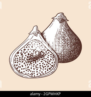 Icon Of Fig Fruit Stock Vector