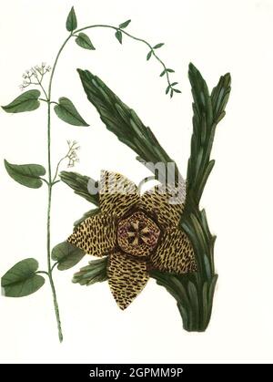 Apocynum, Convolvulus scammonia, Ackerwinde und Apocynum seu Fritillaria erasa monstrosa, Phytanthoza iconographia, historische Pflanzenillustration a Stock Photo