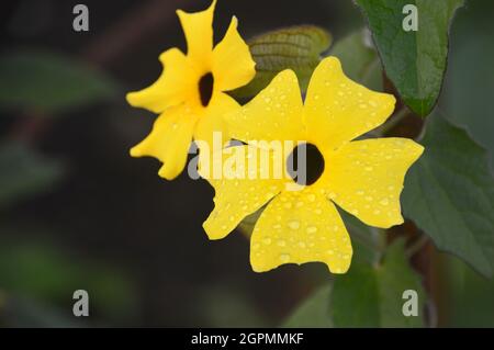 Pair of Yellow Thunbergia alata 'Black-eyed Susan Vine' Flowers grown in the Borders at  RHS Garden Bridgewater, Worsley, Greater Manchester, UK Stock Photo