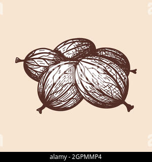 Icon Of Gooseberry Stock Vector