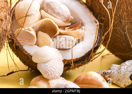 coconuts and shells on a yellow background .Marine theme. Stock Photo