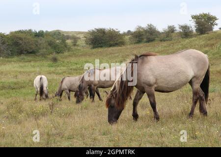 konik horses grazing in Kraansvlak nature reserve in dutch dunes near Zandvoort, the Netherlands Stock Photo