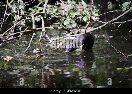 American mink climbing a tree on the riverbank Stock Photo