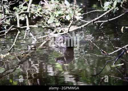 American mink climbing a tree on the riverbank Stock Photo