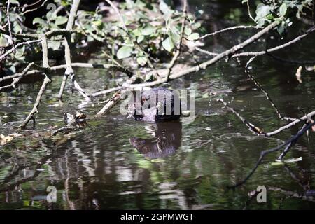 American mink climbing a tree on the riverbank Stock Photo