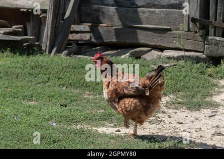 A hen stands on one leg in a grassy village yard in front of an old wooden building Stock Photo