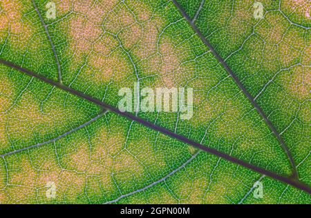 Abstract texture of a green leaf, close up image of leaf textures Stock Photo