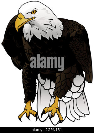 Bald Eagle Illustration Stock Vector
