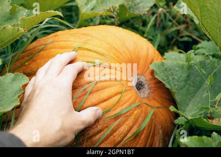 Hand is holding large orange pumpkin lying on green grass, ready for harvest. This vegetable is full of vitamins. Decoration for Halloween party. Autu Stock Photo