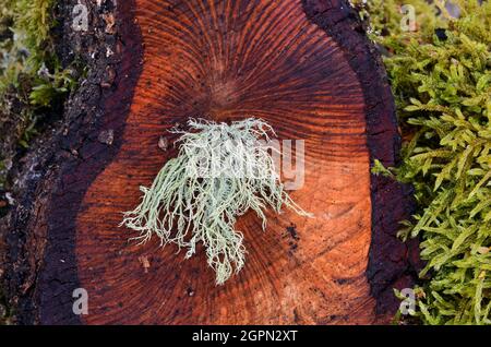 A lichen (Usnea sp.) on a tree trunk surrounded by moss. This lichen indicates good air quality (little air pollution) Stock Photo