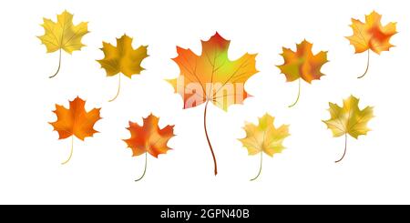 Set bright colorful autumn maple leaf isolated on white background. Graphic design autumn symbol. Red orange yellow dry autumn maple leaves. Autumn fo Stock Vector