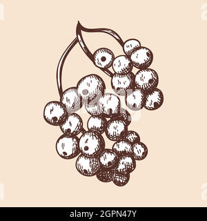 Icon Of Black Currant Stock Vector