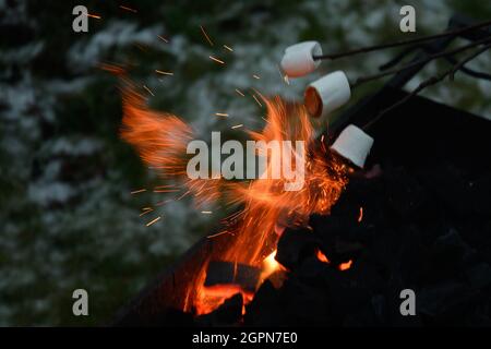 Roasting and cooking marshmallow on a fire at the evening. Close up. Stock Photo