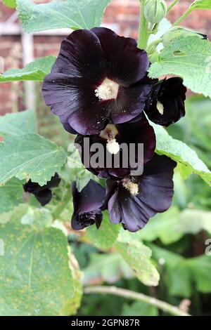 Alcea rosea ‘Nigra’ or ‘Black Knight’ hollyhock Black Knight - single funnel-shaped black lowers with cream centre and creased slightly ruffled petals Stock Photo