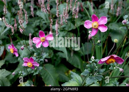 Anemone hupehensis var japonica ‘Hadspen Abundance’ Japanese anemone Hadspen Abundance – alternating deep and medium pink single flowers, UK Stock Photo