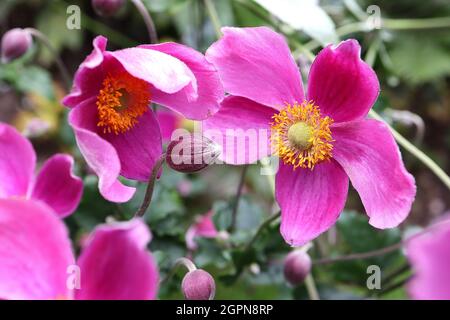 Anemone hupehensis var japonica ‘Hadspen Abundance’ Japanese anemone Hadspen Abundance – alternating deep and medium pink single flowers, UK Stock Photo