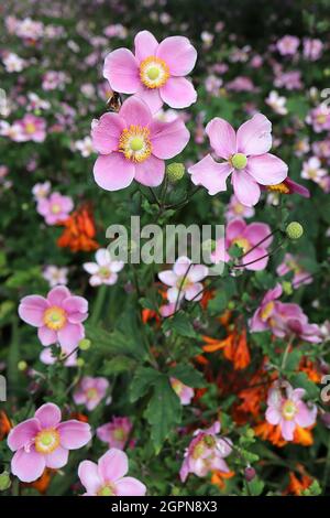 Anemone hupehensis var japonica ‘Splendens’ Japanese anemone Splendens - small saucer-shaped medium pink single flowers with green centre, dark stems, Stock Photo