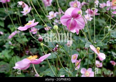 Anemone hupehensis var japonica ‘Splendens’ Japanese anemone Splendens - small saucer-shaped medium pink single flowers with green centre, dark stems, Stock Photo