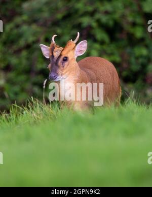 Muntjac buck showing his fangs in the Cotswold Hills Stock Photo