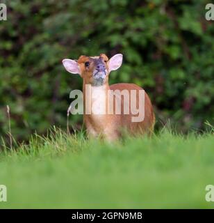 Muntjac buck showing his fangs in the Cotswold Hills Stock Photo