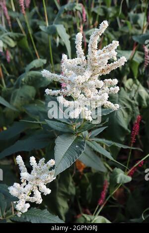 Astilbe x arendsii ‘Brautscheleier’ false goats beard Bridal Veil - upright branched panicles of tiny white flowers,  September, England, UK Stock Photo