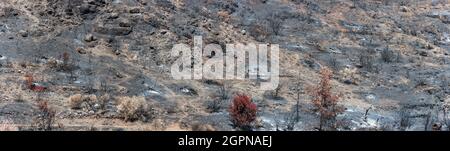 Scorched trees over land covered by ashes. Burned forest landscape panorama after wildfire in rural area in Cyprus Stock Photo