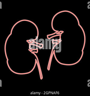 Neon kidney the red color vector illustration flat style image Stock Vector