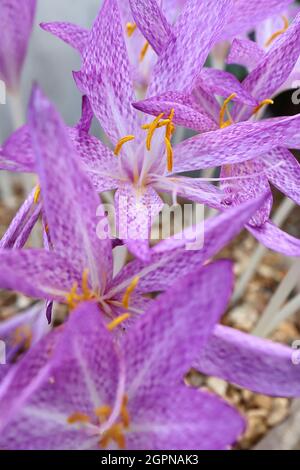Colchicum cilicicum Tenore autumn crocus - violet pink flowers with slender chequered pattern on white stems, September, England, UK Stock Photo